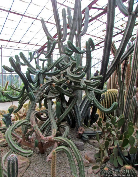 "Расти, расти кактус..." - оранжерея кактусов в Никите