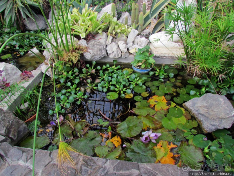 "Расти, расти кактус..." - оранжерея кактусов в Никите