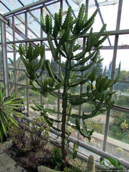 "Расти, расти кактус..." - оранжерея кактусов в Никите