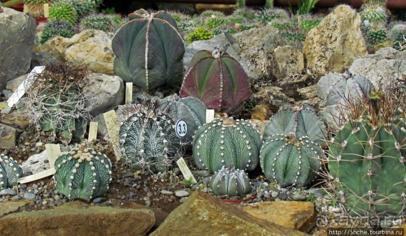 "Расти, расти кактус..." - оранжерея кактусов в Никите