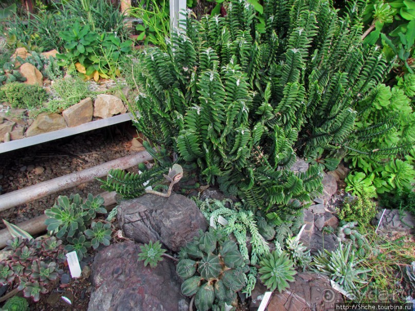 "Расти, расти кактус..." - оранжерея кактусов в Никите