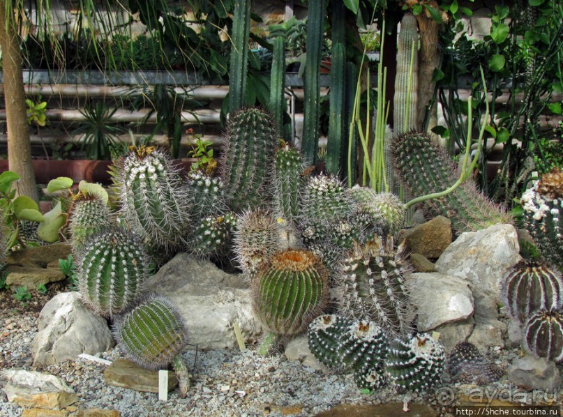 "Расти, расти кактус..." - оранжерея кактусов в Никите