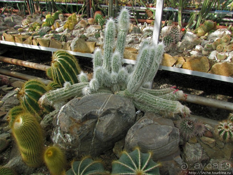 "Расти, расти кактус..." - оранжерея кактусов в Никите