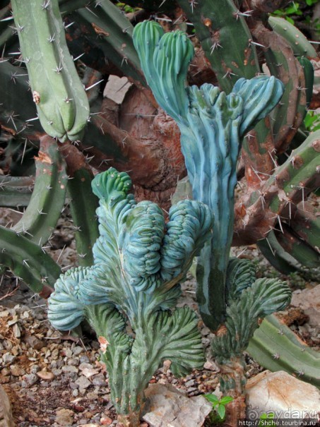 "Расти, расти кактус..." - оранжерея кактусов в Никите