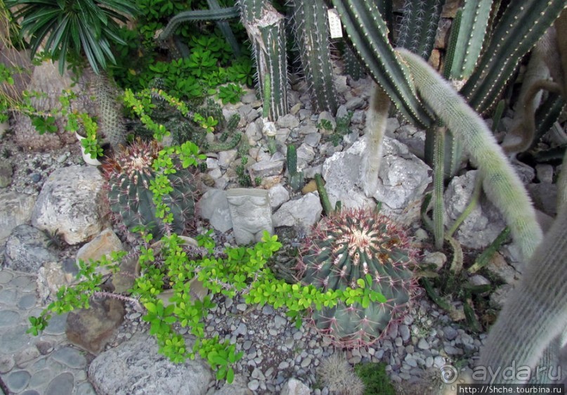 "Расти, расти кактус..." - оранжерея кактусов в Никите