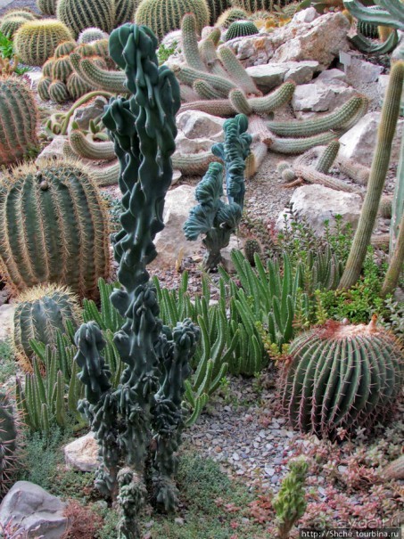 "Расти, расти кактус..." - оранжерея кактусов в Никите