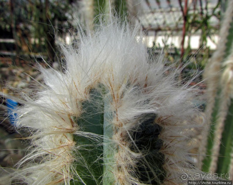 "Расти, расти кактус..." - оранжерея кактусов в Никите