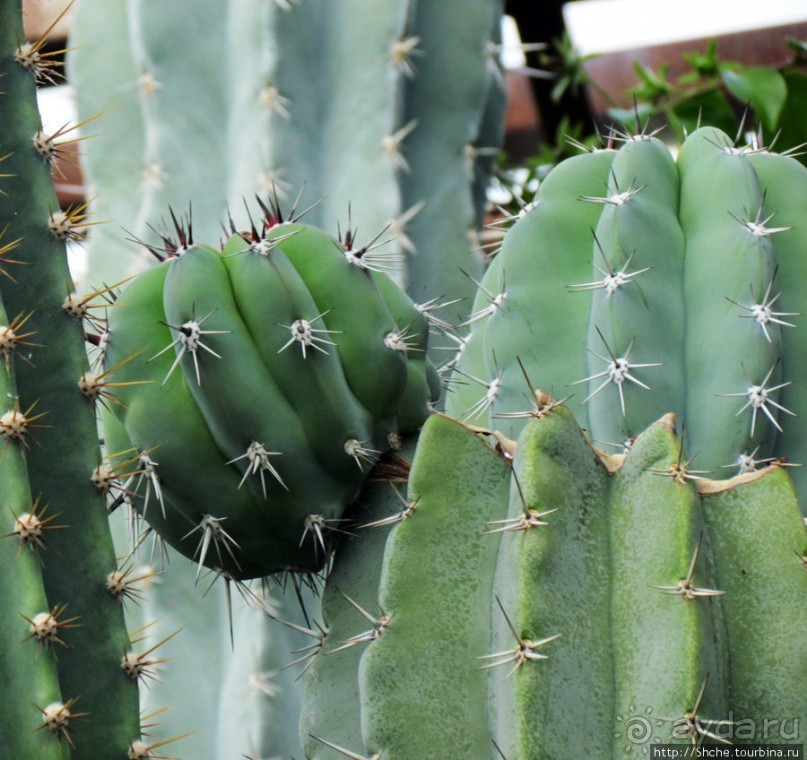 "Расти, расти кактус..." - оранжерея кактусов в Никите
