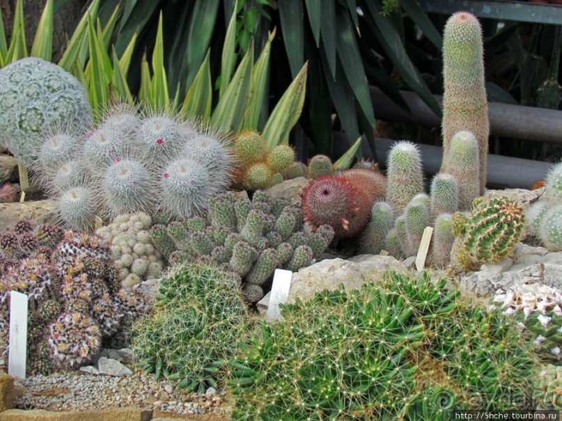 "Расти, расти кактус..." - оранжерея кактусов в Никите