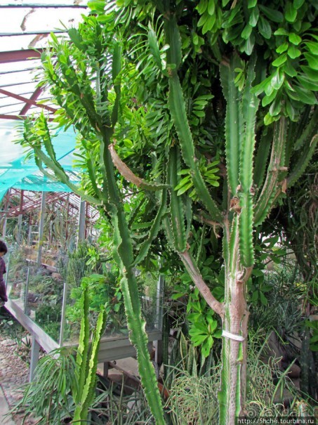 "Расти, расти кактус..." - оранжерея кактусов в Никите