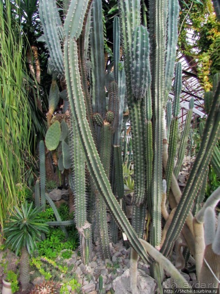 "Расти, расти кактус..." - оранжерея кактусов в Никите