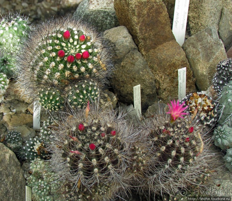 "Расти, расти кактус..." - оранжерея кактусов в Никите
