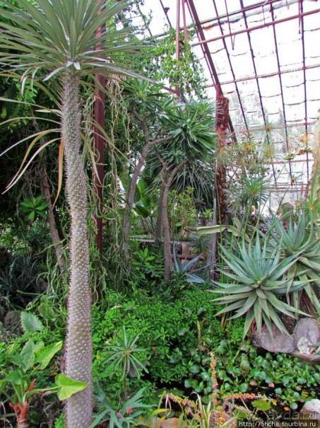 "Расти, расти кактус..." - оранжерея кактусов в Никите