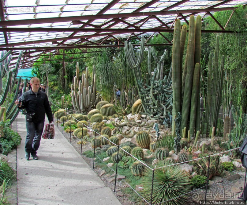"Расти, расти кактус..." - оранжерея кактусов в Никите