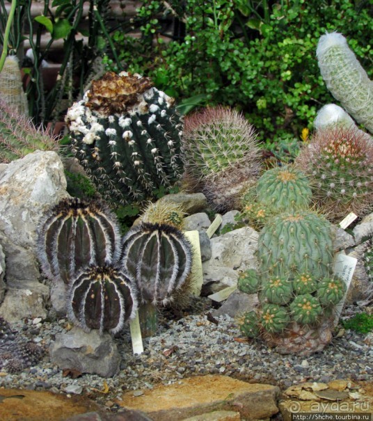 "Расти, расти кактус..." - оранжерея кактусов в Никите