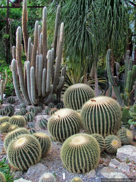 "Расти, расти кактус..." - оранжерея кактусов в Никите
