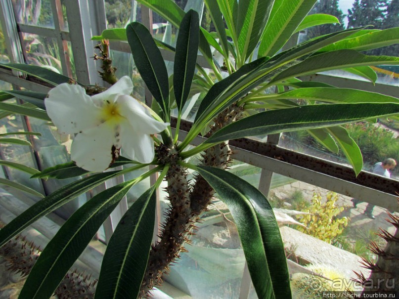 "Расти, расти кактус..." - оранжерея кактусов в Никите