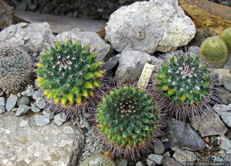 "Расти, расти кактус..." - оранжерея кактусов в Никите