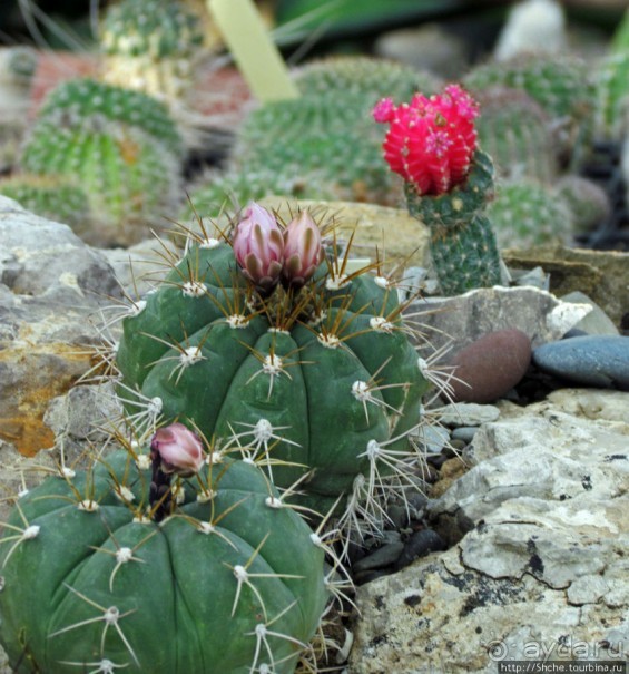 "Расти, расти кактус..." - оранжерея кактусов в Никите