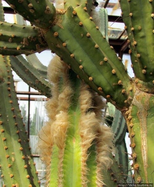 "Расти, расти кактус..." - оранжерея кактусов в Никите