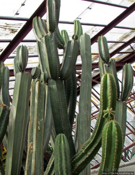 "Расти, расти кактус..." - оранжерея кактусов в Никите
