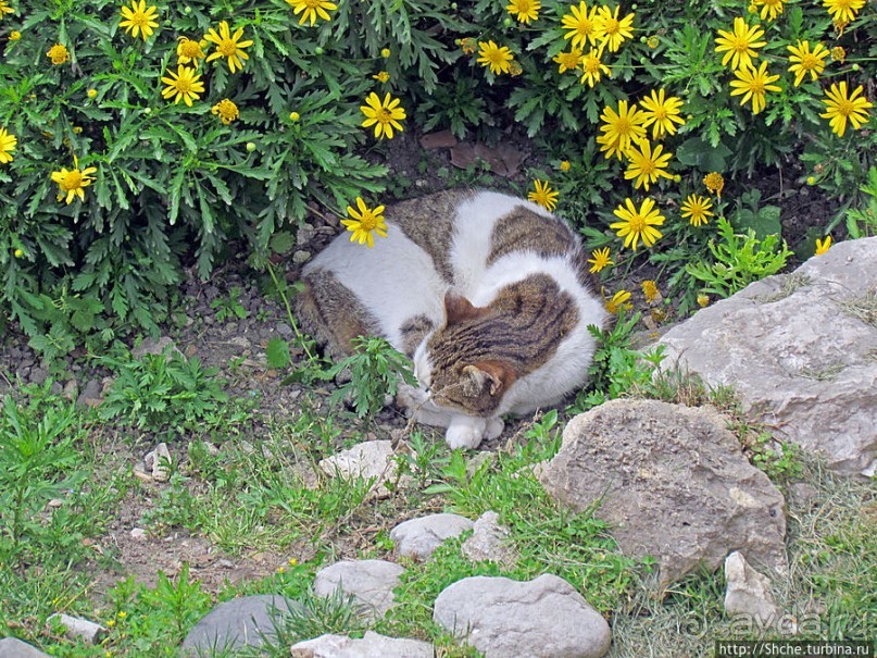 Собственно замок святого Георгия в одноименной крепости