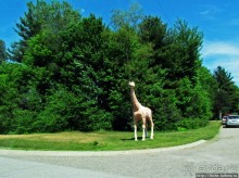 Любопытный зоопарк, который мы к сожалению проехали мимо
