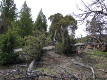 Мамонтовы горячие источники (Mаmmoth). Верхние террасы