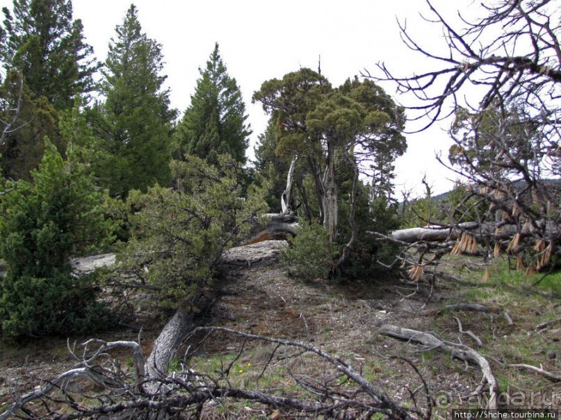 Мамонтовы горячие источники (Mаmmoth). Верхние террасы