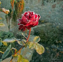 Утро 26 октября... Первый заморозок