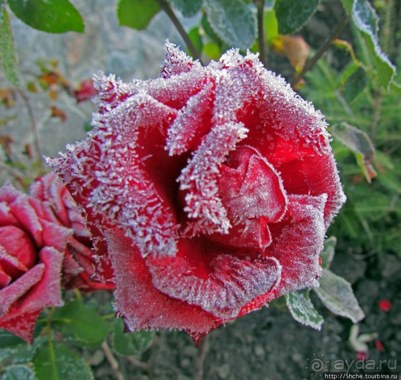 Утро 26 октября... Первый заморозок