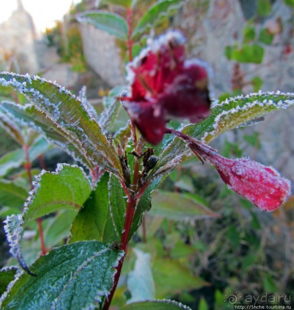 Утро 26 октября... Первый заморозок