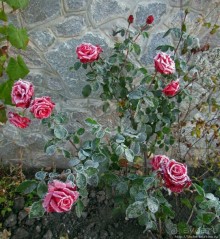 Утро 26 октября... Первый заморозок