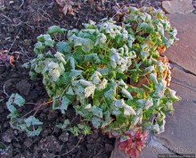 Утро 26 октября... Первый заморозок