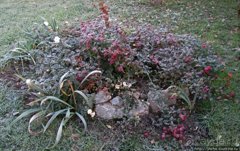 Утро 26 октября... Первый заморозок