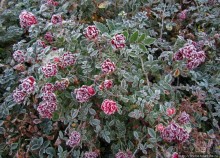 Утро 26 октября... Первый заморозок