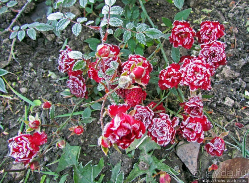 Утро 26 октября... Первый заморозок