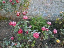 Утро 26 октября... Первый заморозок