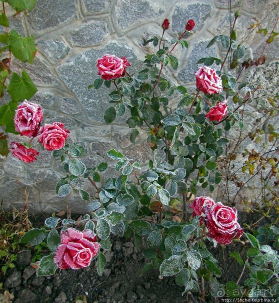 Утро 26 октября... Первый заморозок