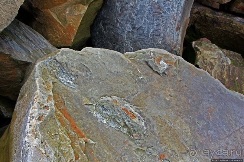 Скалы Джоггинс — прогулка в поисках ископаемых реликтов