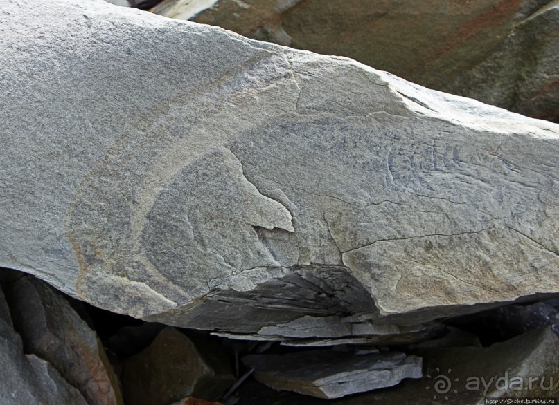 Скалы Джоггинс — прогулка в поисках ископаемых реликтов