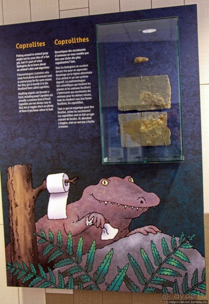 Скалы Джоггинс — прогулка в поисках ископаемых реликтов