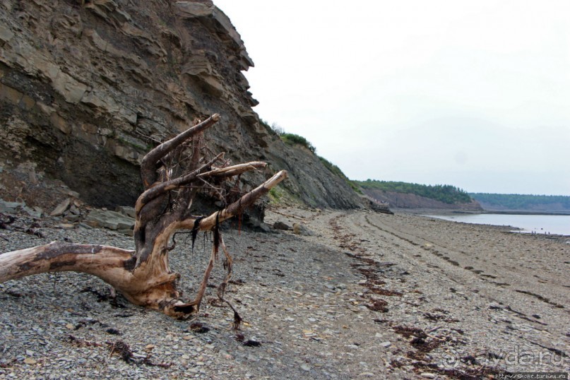 Скалы Джоггинс — прогулка в поисках ископаемых реликтов