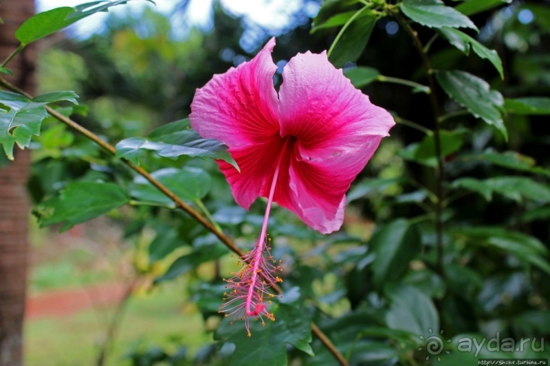 21+. Сад "Земля любви"