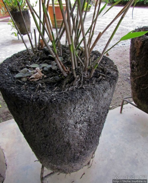 5 причин посетить "Vakona forest lodge"