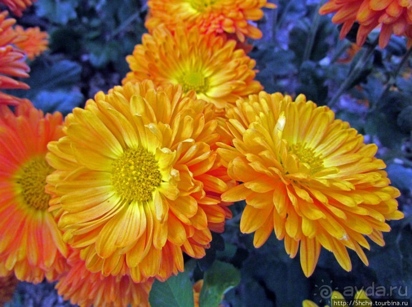 Бал хризантем 2011. Начало цветения. Продолжение...