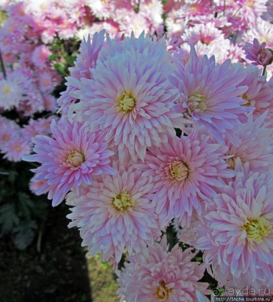 Бал хризантем 2011. Начало цветения. Продолжение...