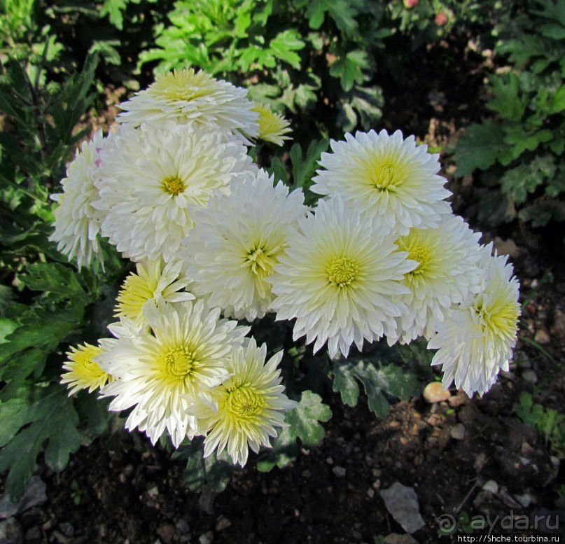 Бал хризантем 2011. Начало цветения. Продолжение...