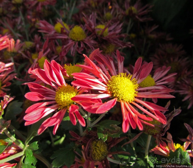 Бал хризантем 2011. Начало цветения. Продолжение...