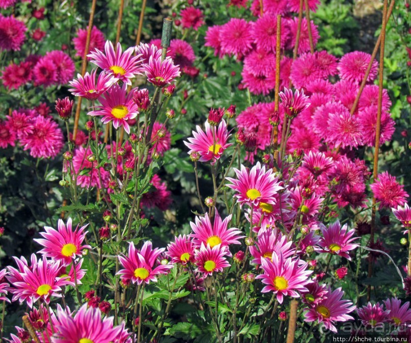 Бал хризантем 2011. Начало цветения. Продолжение...